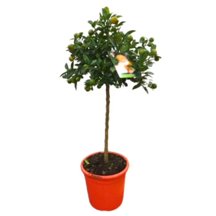 <h4>Citrus hystrix</h4>