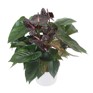 Anthurium XL.20 Paris Black 17cm