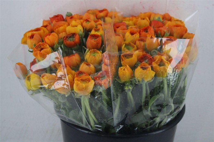 <h4>Ran Elegance Orange</h4>