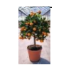 Citrus hystrix