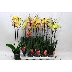 Phal 2 Branche 18+ 10% Vertakt