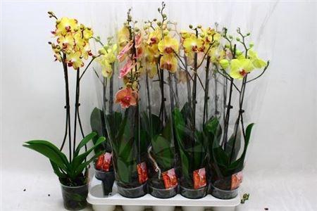 <h4>Phal 2 Branche 18+ 10% Vertakt</h4>