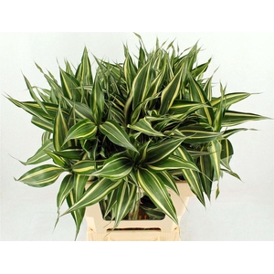 Drac Sand Victory 72cm