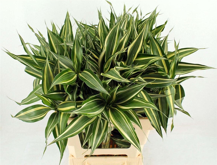 <h4>Drac Sand Victory 72cm</h4>