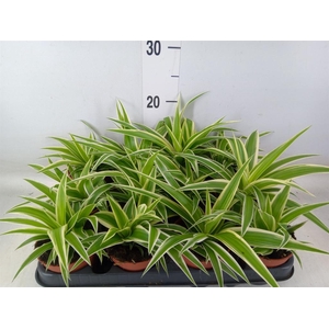 Chlorophytum com.