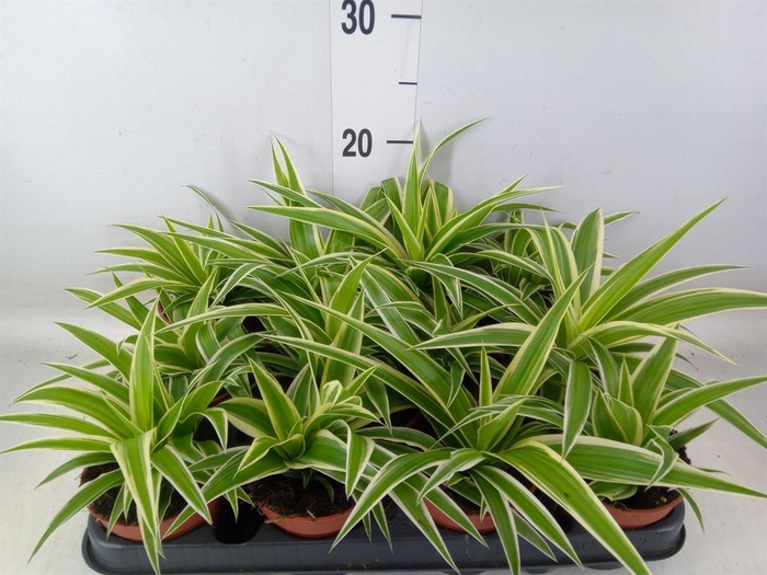 <h4>Chlorophytum com.</h4>