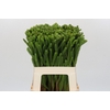 Kaaps Groen Albigreen