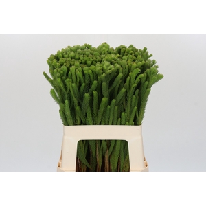 Kaaps Groen Albigreen