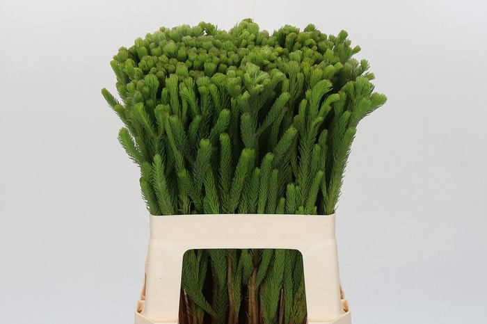 <h4>Kaaps Groen Albigreen</h4>