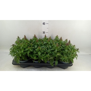 Antirrhinum majus   ...