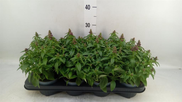 <h4>Antirrhinum majus   ...</h4>