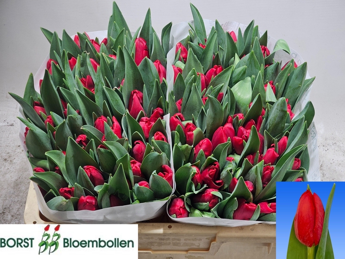 <h4>TU EN HEARTBREAKER</h4>