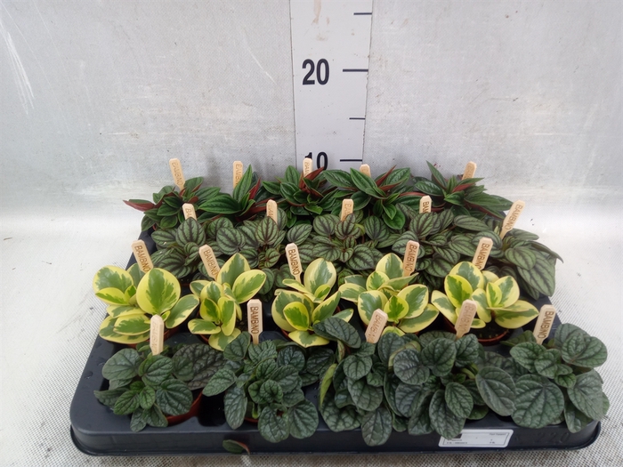 Peperomia   ...mix