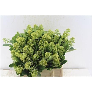 Skimmia Mag Finchy Bunch!