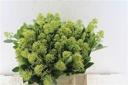 <h4>Skimmia Mag Finchy Bunch!</h4>