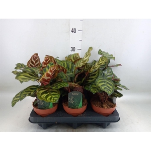 Calathea makoyana