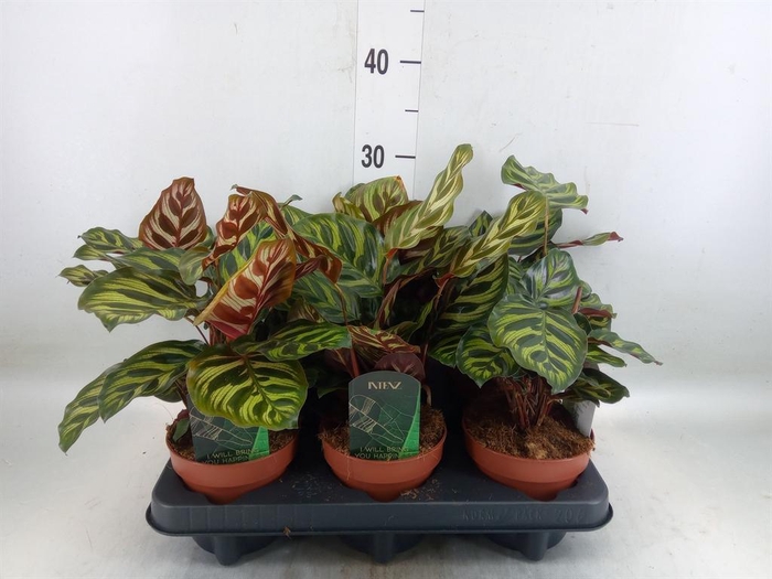<h4>Calathea makoyana</h4>