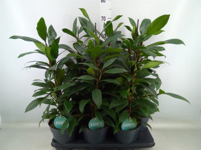 <h4>Ficus cyathistipula 'Compacta'</h4>