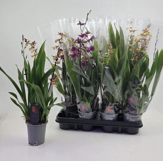<h4>Orchideeen   ...mix</h4>