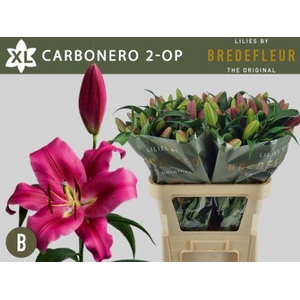 LI  OT CARBONERO