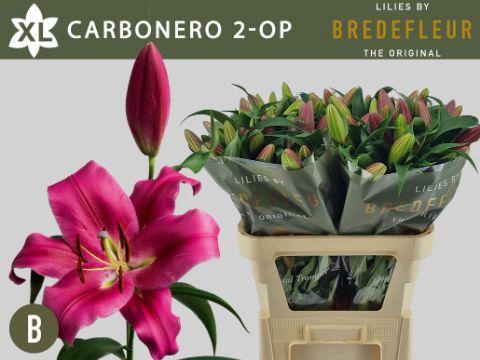 <h4>LI  OT CARBONERO</h4>