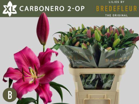 <h4>LI  OT CARBONERO</h4>