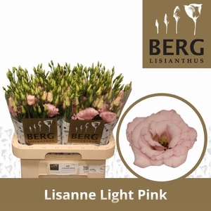 EUS G LISANNE L PINK