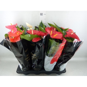 Anthurium   ...mix
