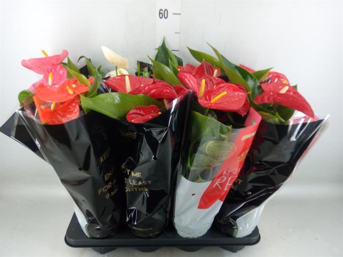 <h4>Anthurium   ...mix</h4>