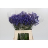 Agapanthus EYFORI Blue