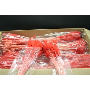 Lagurus Rood X15