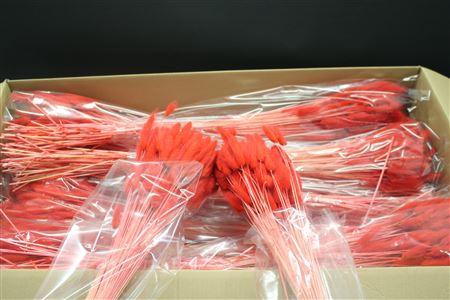 <h4>Lagurus Rood X30</h4>