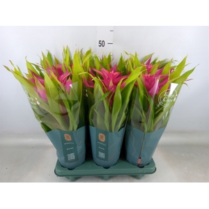 Guzmania  'Deseo Pink'