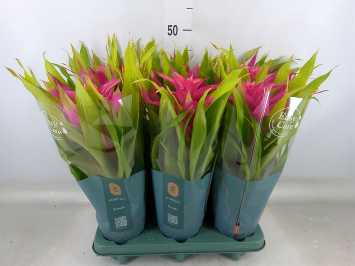 <h4>Guzmania  'Deseo Pink'</h4>