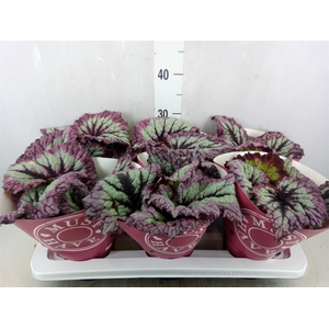 Begonia BD   ...