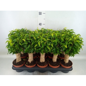 Ficus benja. 'Natasja'