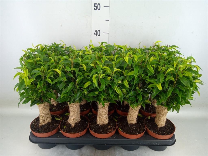 <h4>Ficus benja. 'Natasja'</h4>