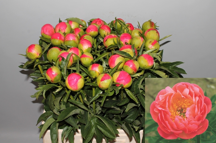 <h4>PAEO CORAL SUNSET</h4>