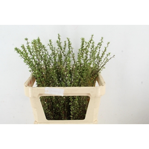 PRUNUS GLANDULOSA ALBA VERTAKT 080CM