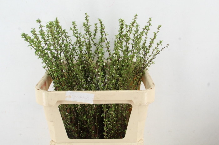 <h4>PRUNUS GLANDULOSA ALBA VERTAKT 080CM</h4>