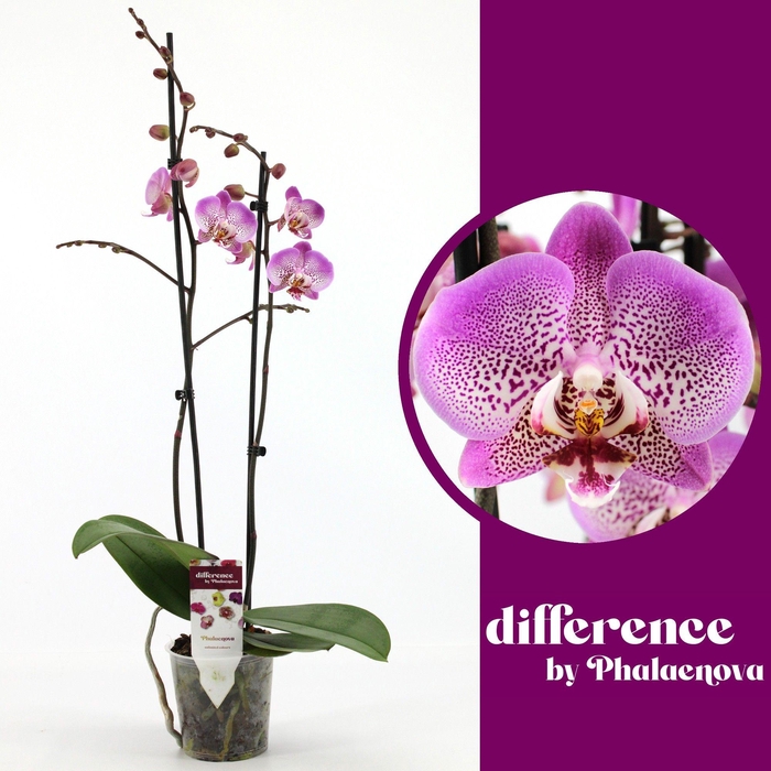 <h4>Jillion 2-tak 60cm (GROEN)</h4>