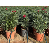 Nerium oleander