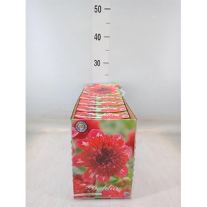 Dahlia   ...flowerbulbs