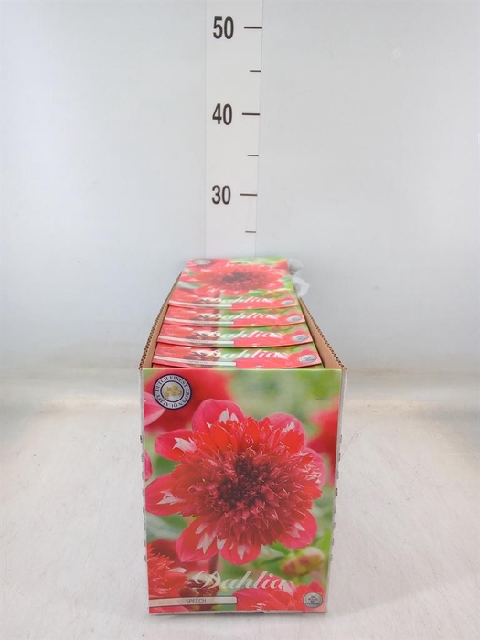 <h4>Dahlia   ...flowerbulbs</h4>