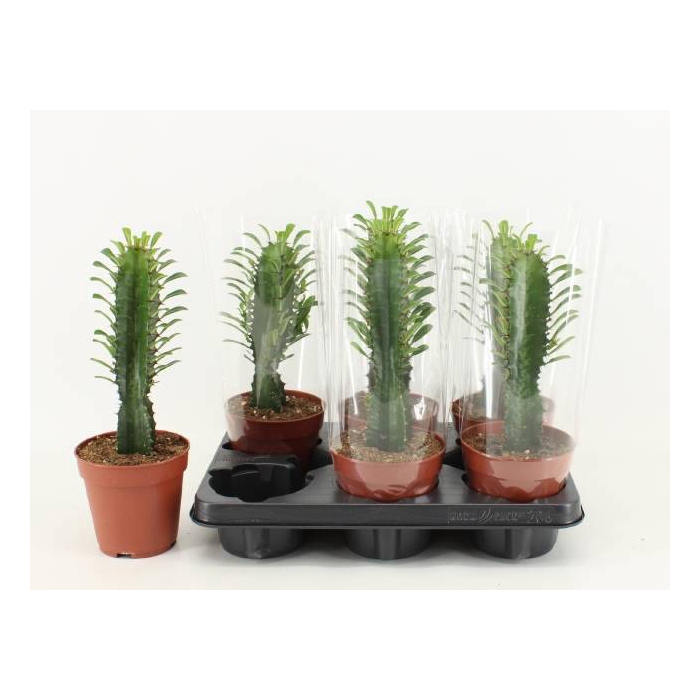 <h4>Euphorbia trigona 12Ø 35cm</h4>