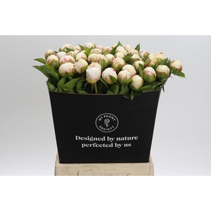 Paeonia Mary E. Nicholls
