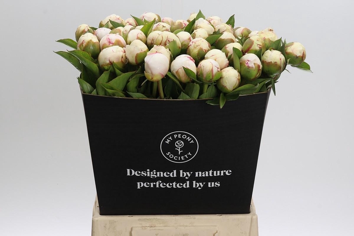Paeonia Mary E. Nicholls