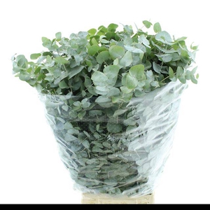 EUC CINEREA PER BOS