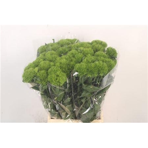 Di Barb Kiwi Mellow X40