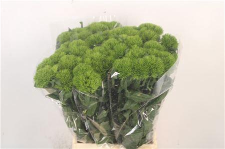 <h4>Di Barb Kiwi Mellow X40</h4>